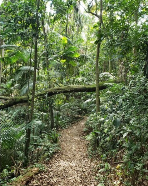 Trilha mata atlântica no parque burle marx