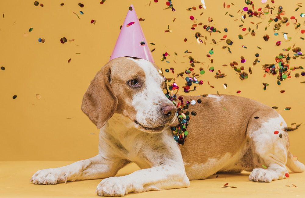 Carnaval Pet