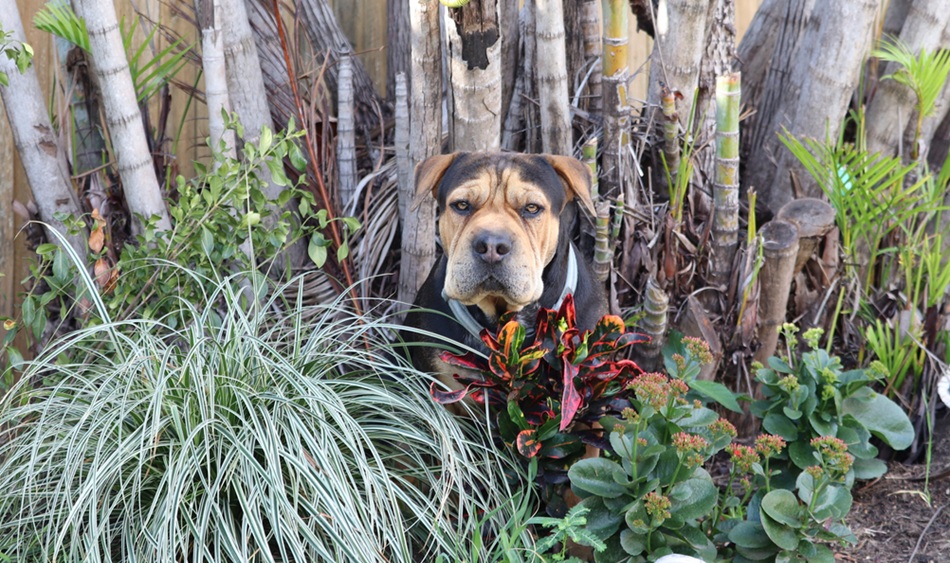 planta venenosa para pets