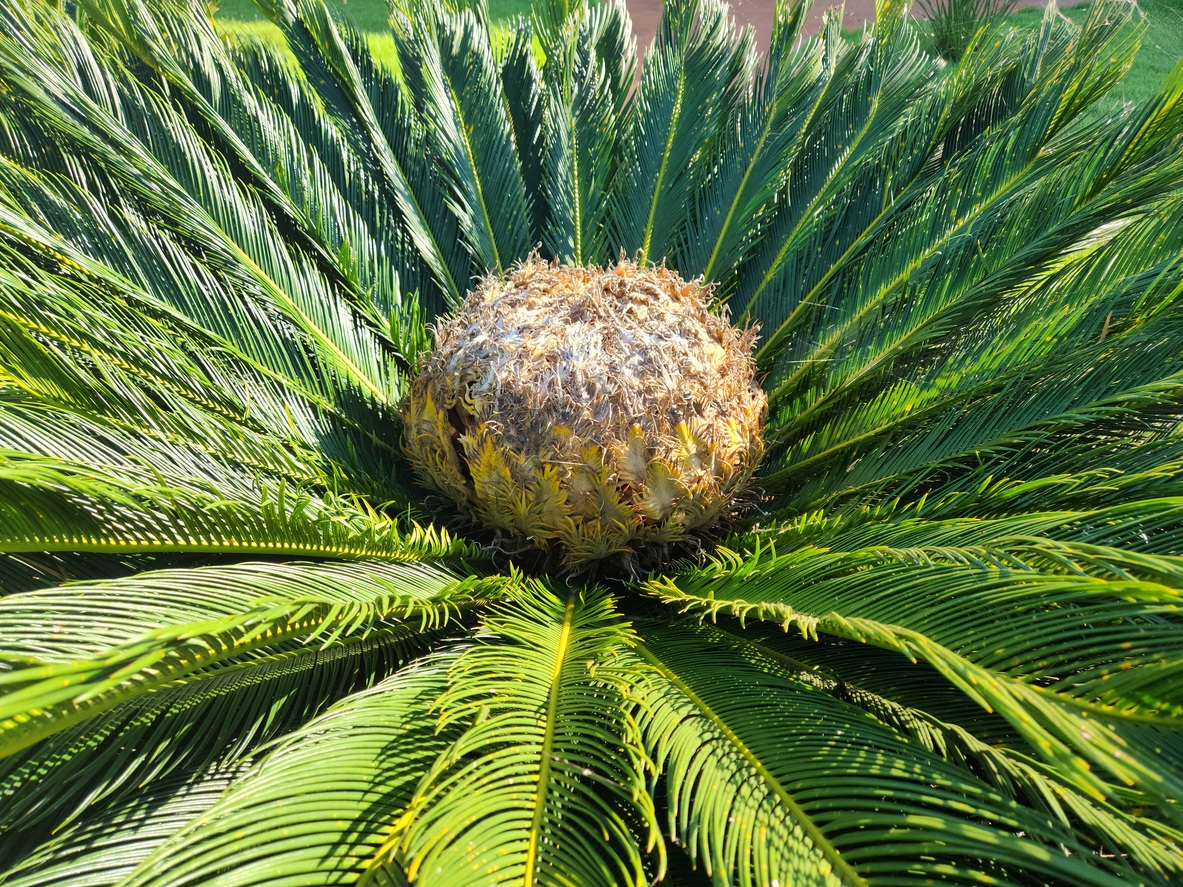 planta tóxica para pets