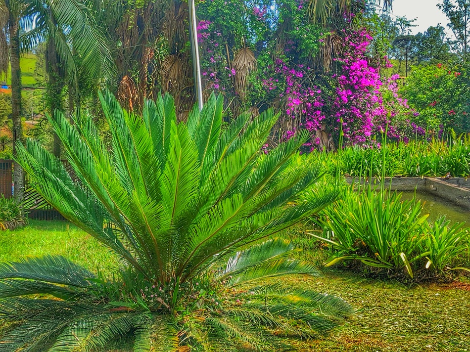 planta tóxica para cães