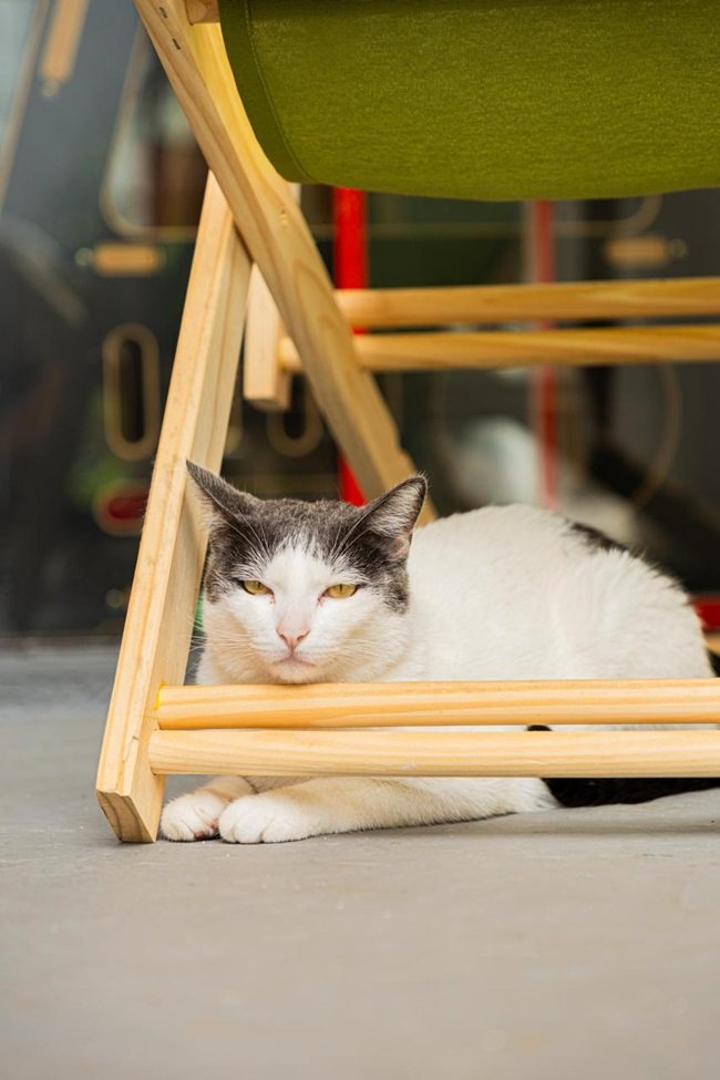 Gato Pingado estreia no Jardim Paulista