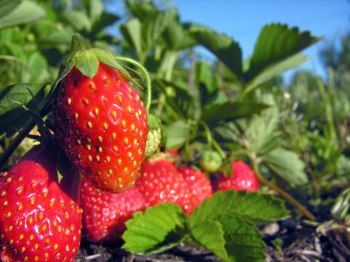 Morango