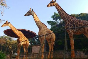 Novidade gastronômica no Zoo de SP