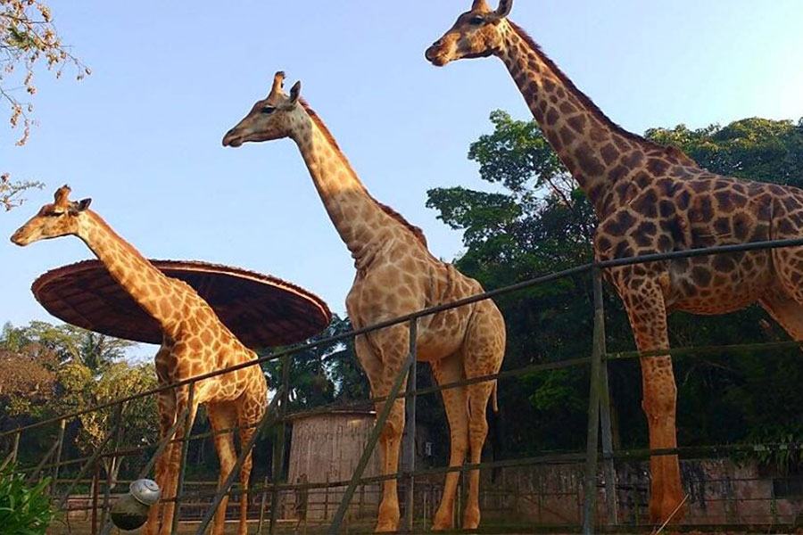 Novidade gastronômica no Zoo de SP