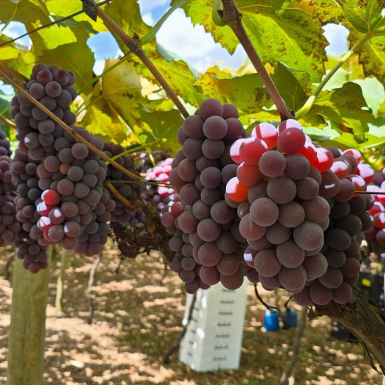 Coxinha de uva é destaque da Festa de Jundiaí