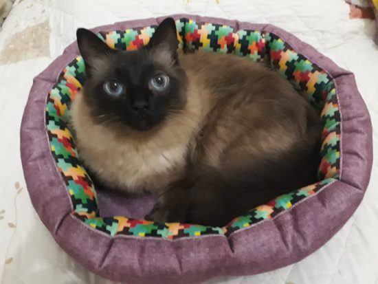 Feira Vegana celebra Dia do Gato