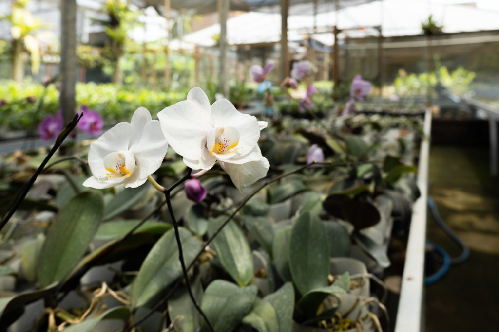 Orquidários em SP e Grande SP