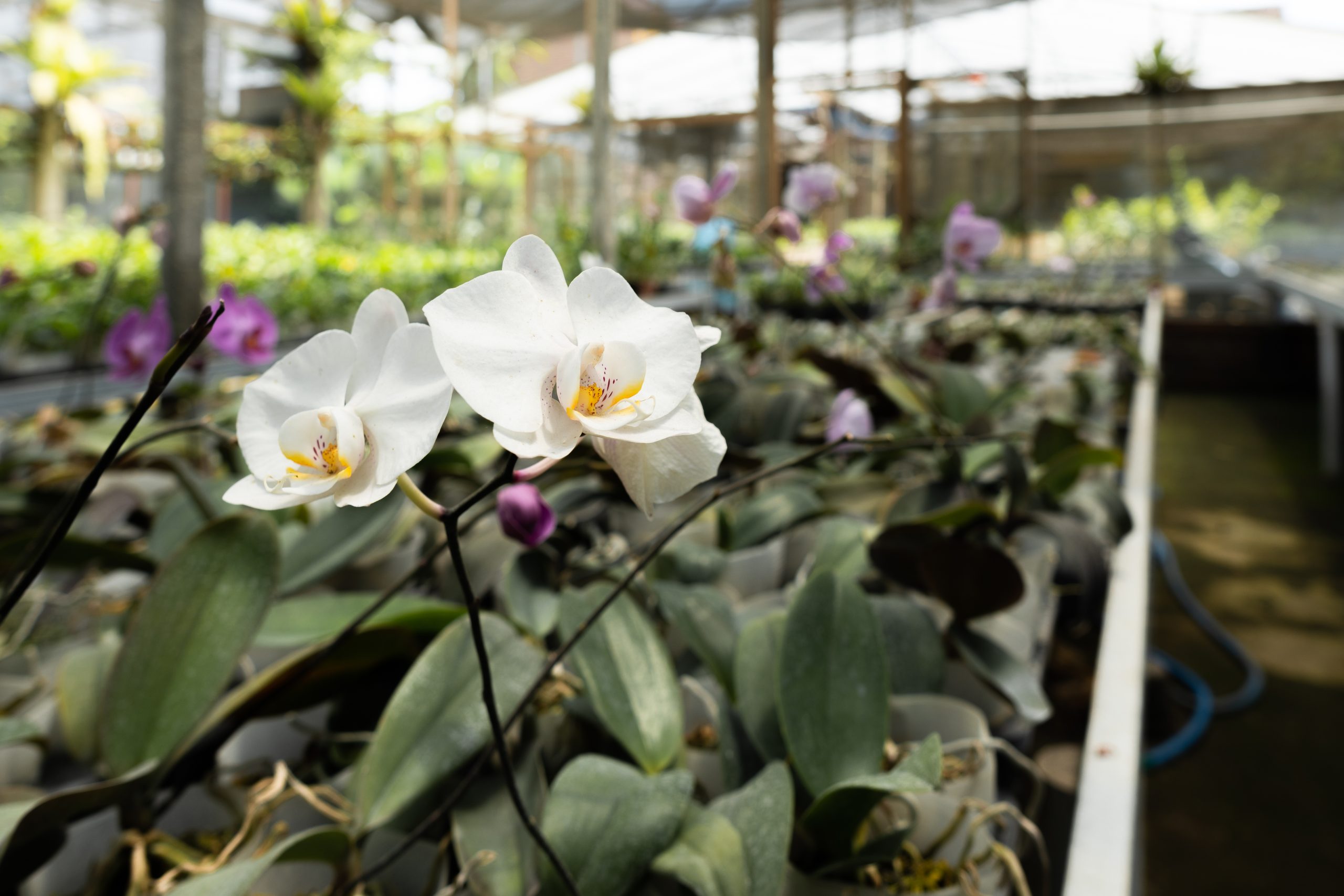 Orquidários em SP e Grande SP