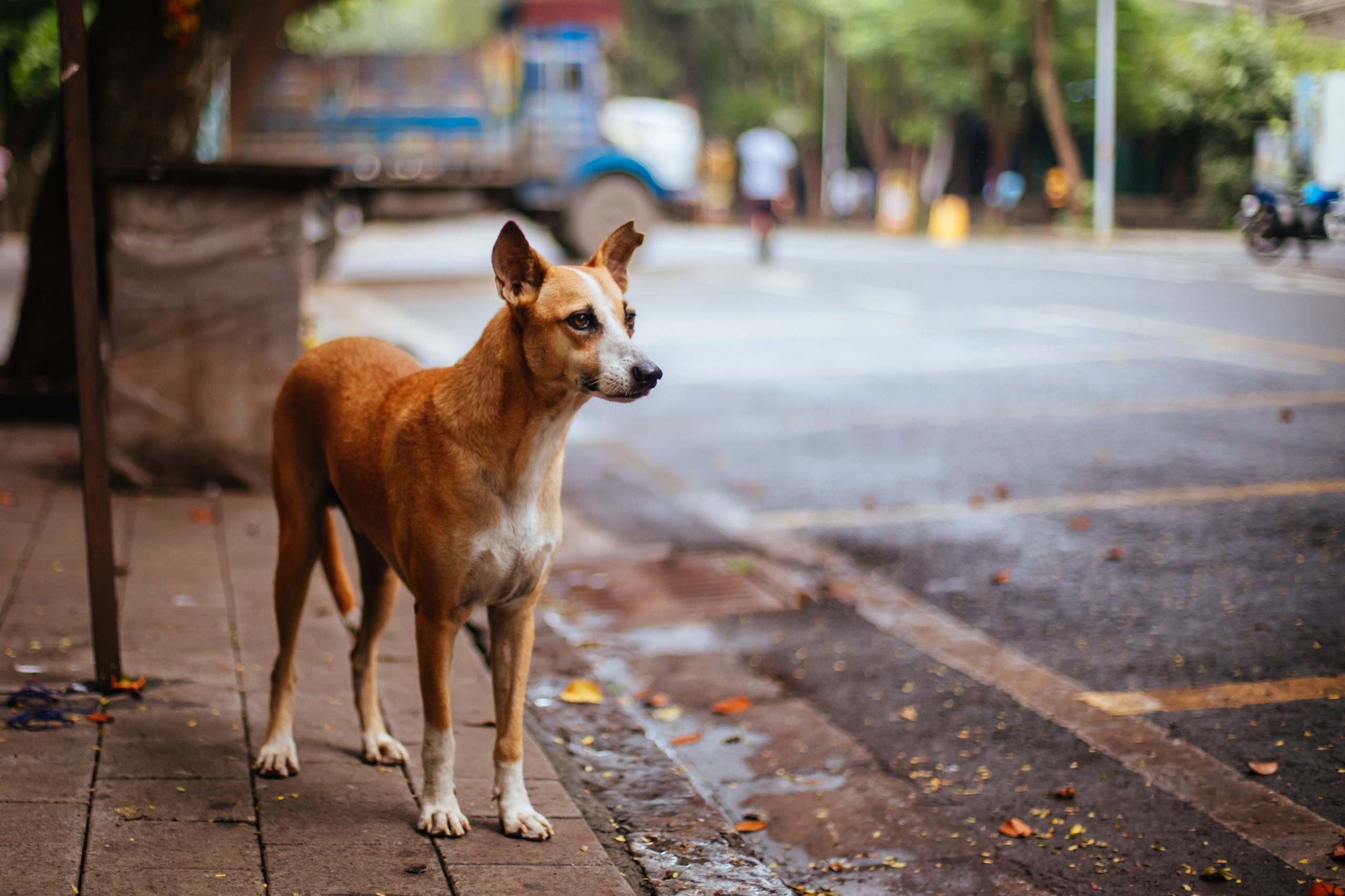 Dia Mundial dos Animais de Rua