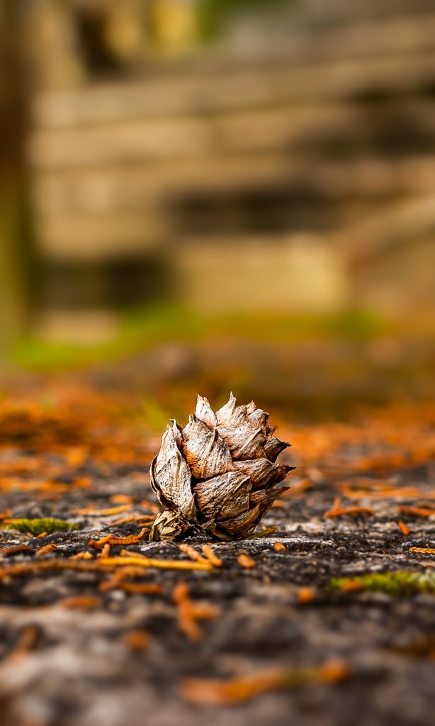 5 destinos para viajar no outono