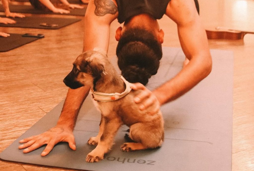 Puppy Yoga