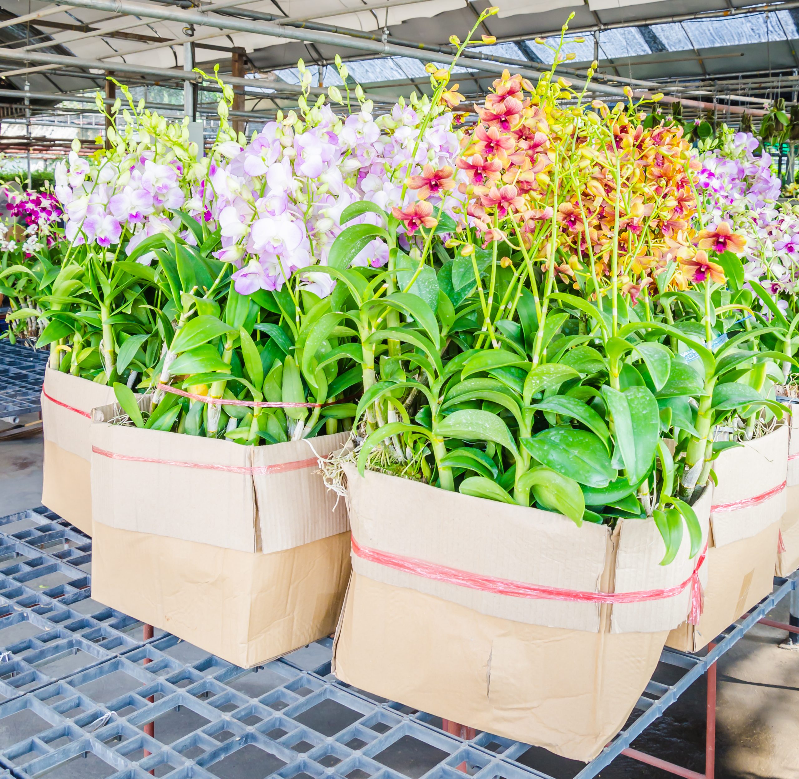 Orquidários em SP e Grande SP