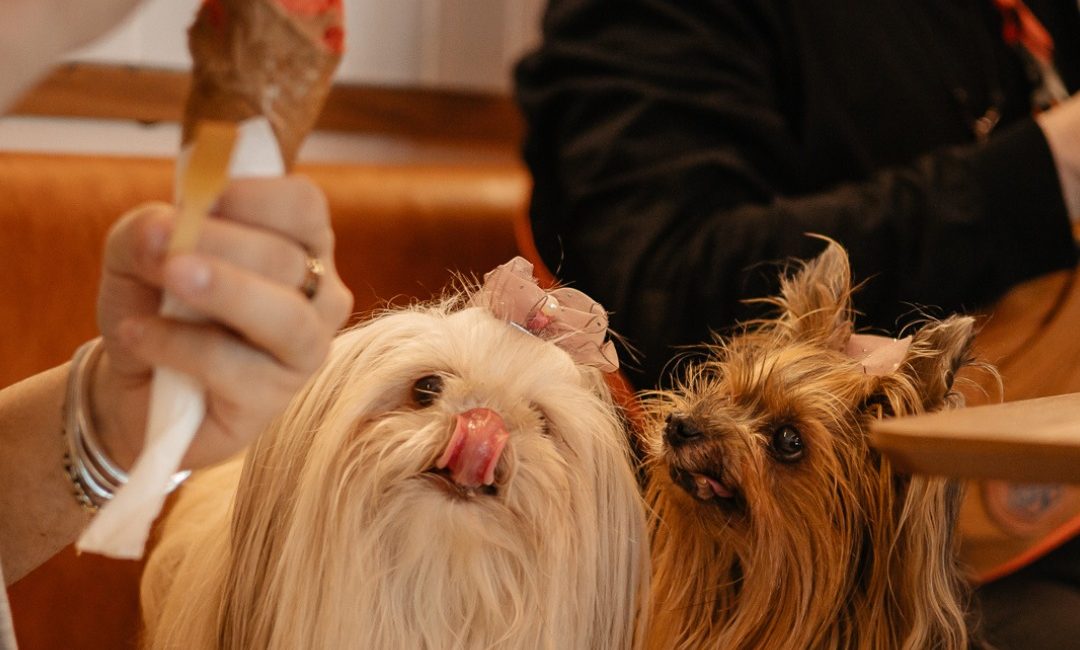 Gelateria lança picolé artesanal para pets