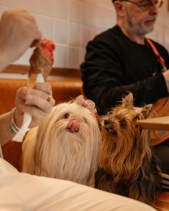 Gelateria lança picolé artesanal para pets