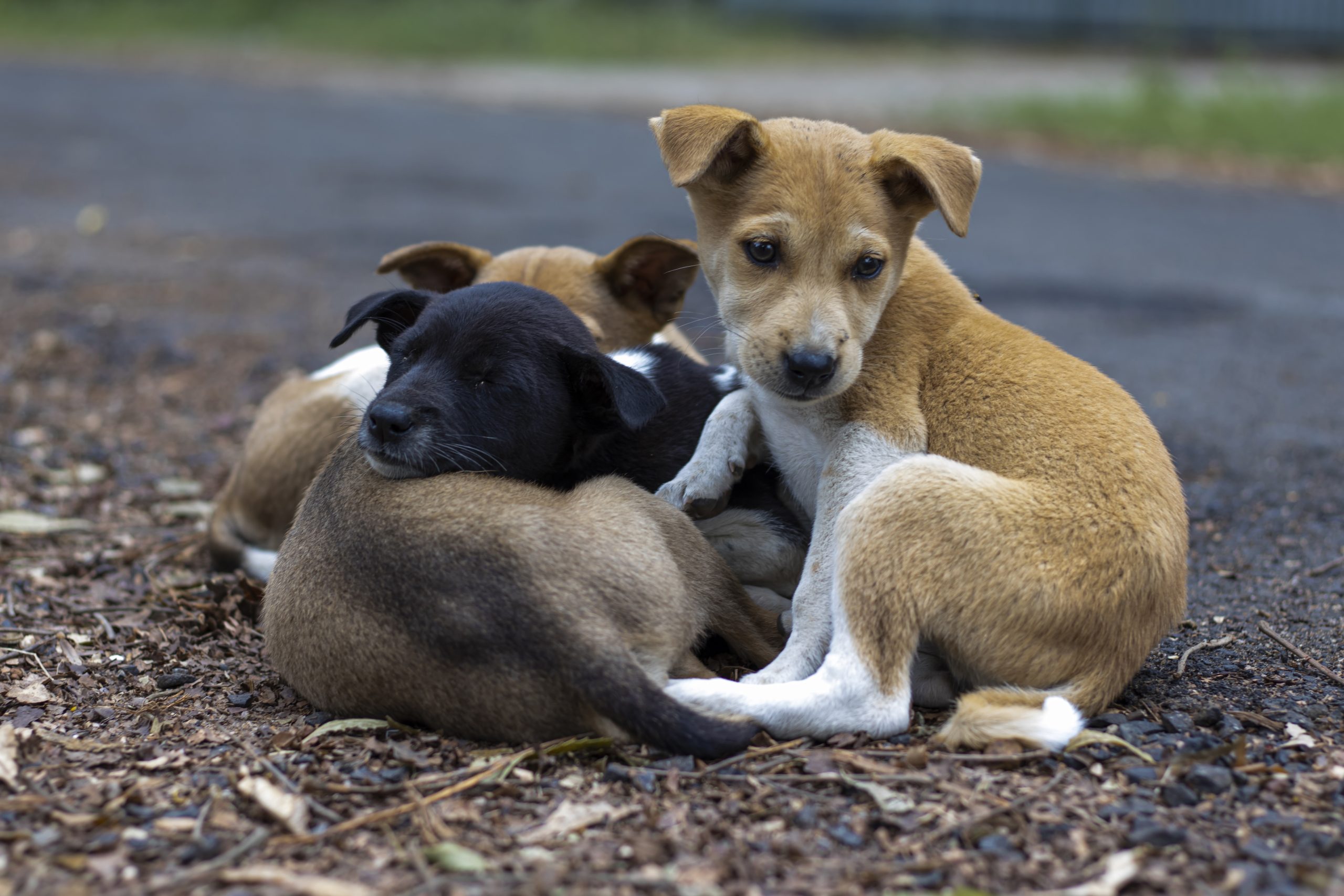 Dia Mundial dos Animais de Rua