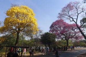 Parque Ibirapuera