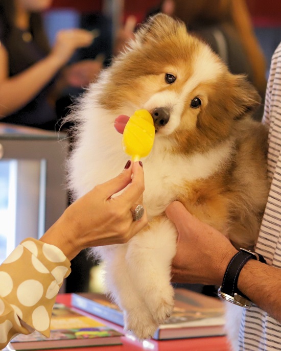 Gelateria lança picolés pets com frutas da estação