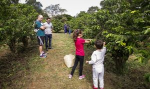 “Sabor da Colheita” marca início da safra de café