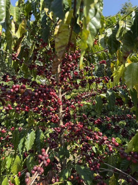 “Sabor da Colheita” marca início da safra de café