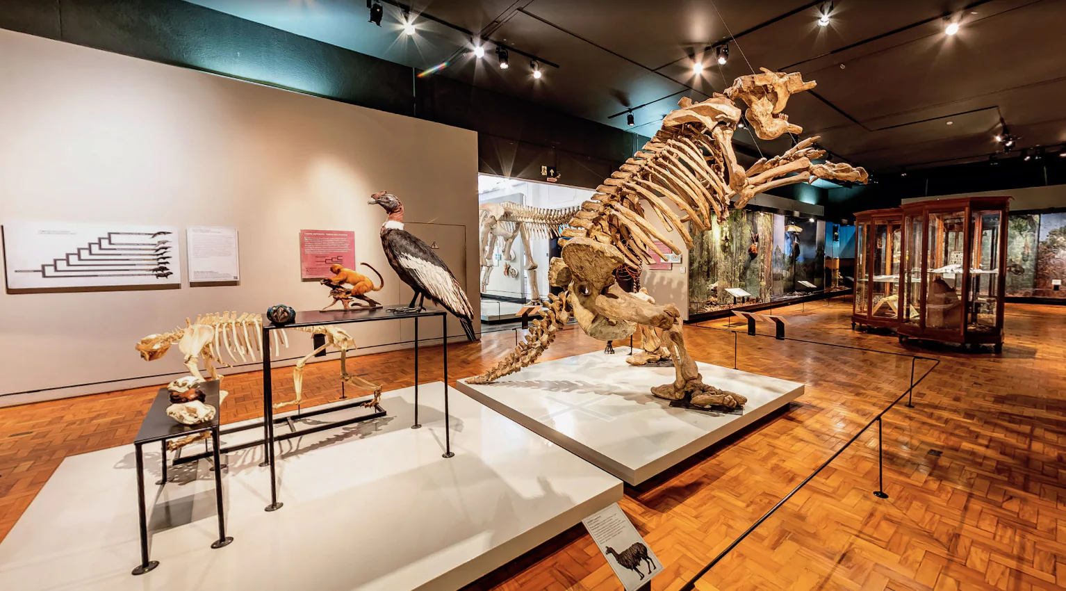 Museu de Zoologia