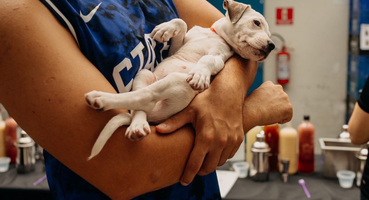 Frei Caneca terá aula de drinks e adoção de pets