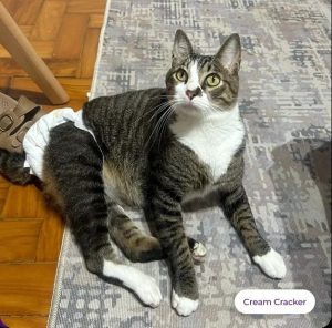 “Miar-raiá” arrecada fundos para gatos resgatados