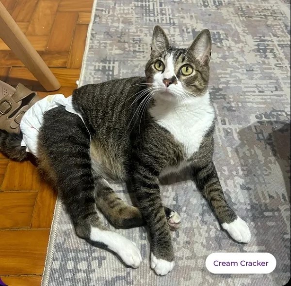 “Miar-raiá” arrecada fundos para gatos resgatados