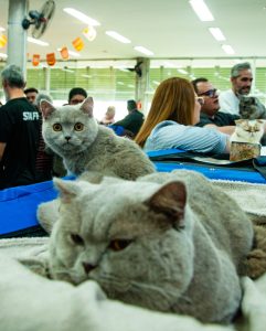 Mostra de Gatos do Dr. Hato