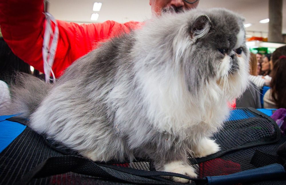 Mostra de Gatos do Dr. Hato