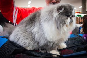 Mostra de Gatos do Dr. Hato