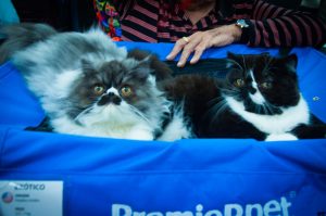 Mostra de Gatos do Dr. Hato