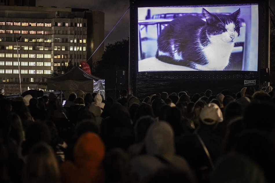 GatoFest 2026