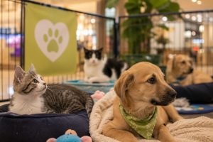 Adoção de cães e gatos