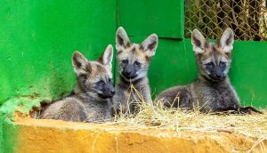 filhotes de lobo-guará zoo SP
