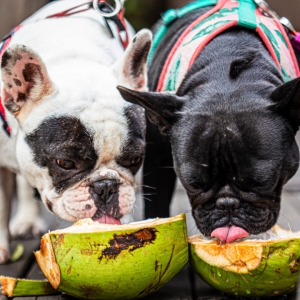 Onde ir com o pet no 'Dia do Cachorro'