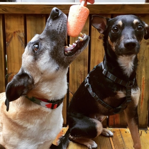 Onde ir com o pet no 'Dia do Cachorro'
