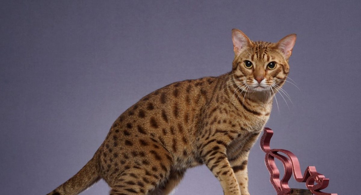 Mostra de Gatos