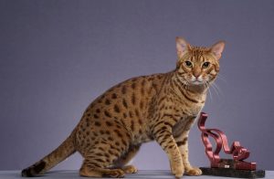 Mostra de Gatos