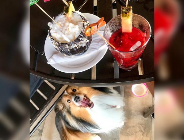 Onde ir com o pet no 'Dia do Cachorro'