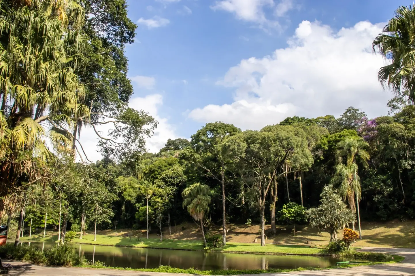 Dia da Árvore