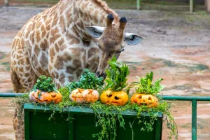 Halloween no Zoológico de São Paulo
