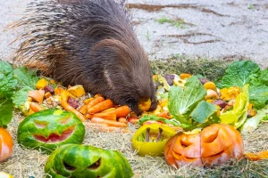 Halloween no Zoológico de São Paulo